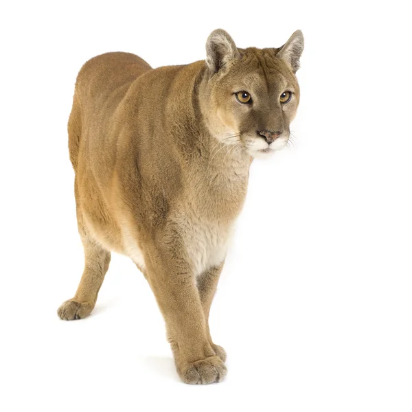 Brazilian Savannah animals: The cougar (Puma concolor). Stock Photo