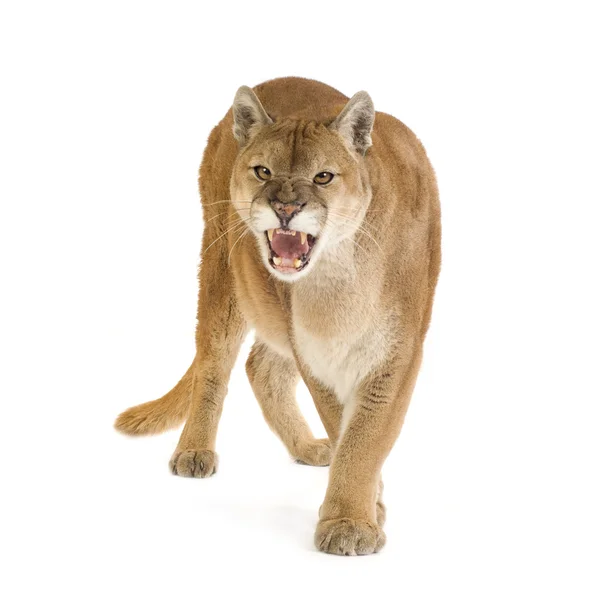 美洲狮 (17 岁) — 图库照片