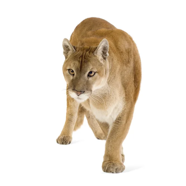Puma (17 Jahre) - puma concolor — Stockfoto