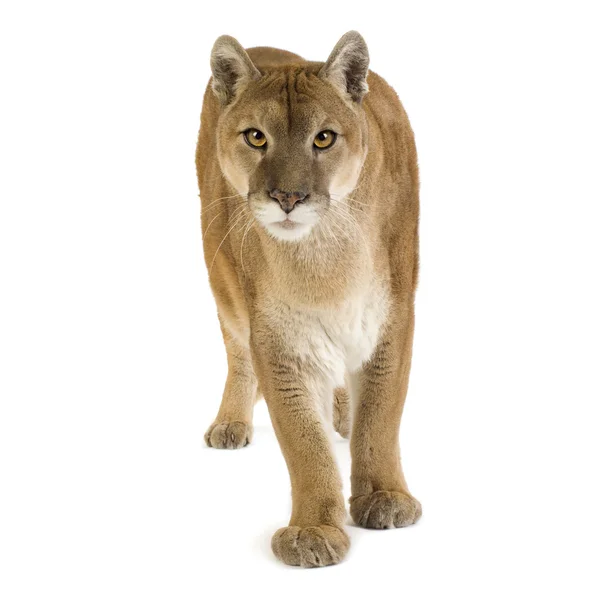 Puma (17 år) - Puma concolor — Stockfoto