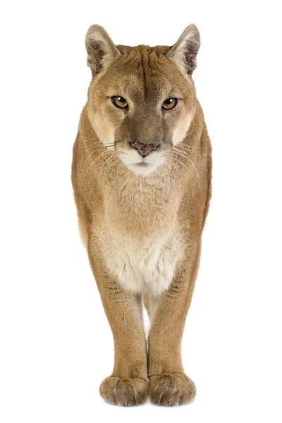 Puma (17 лет) - Puma concolor — стоковое фото