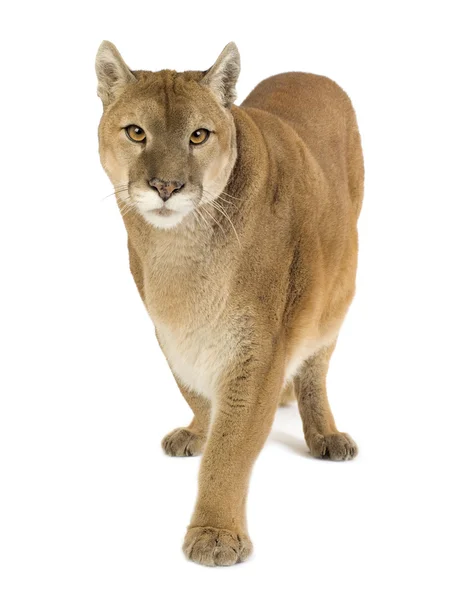 Puma (17 anos) - Puma concolor — Fotografia de Stock