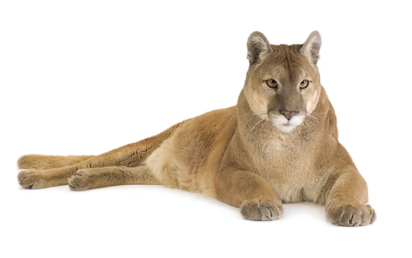 Puma (17 jaar) - Puma concolor — Stockfoto