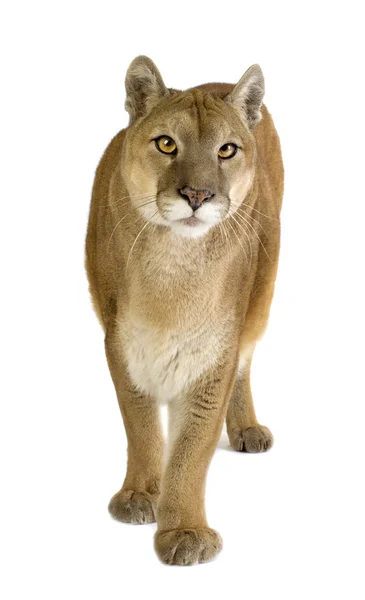 Puma (17 jaar) - Puma concolor — Stockfoto