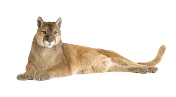 Puma (17 år) - Puma concolor — Stockfoto