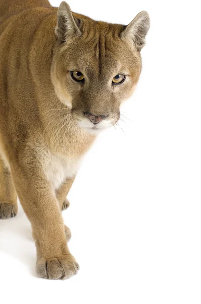 Puma (17 anos) - Puma concolor — Fotografia de Stock
