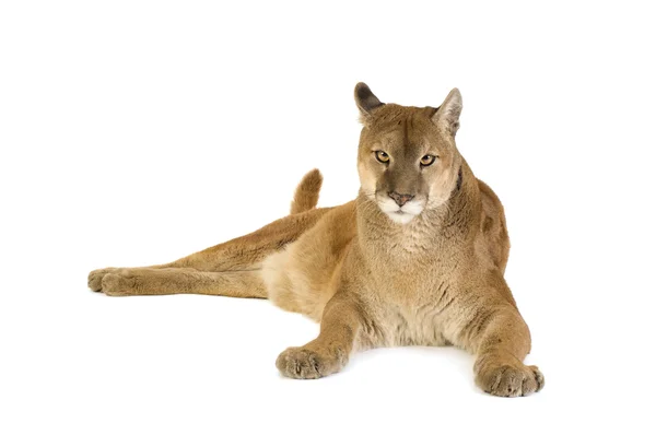 Puma (17 Jahre) - puma concolor — Stockfoto