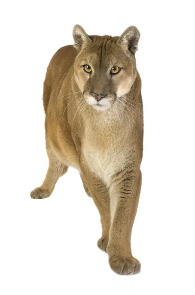 Puma (17 lat) - Puma concolor — Zdjęcie stockowe