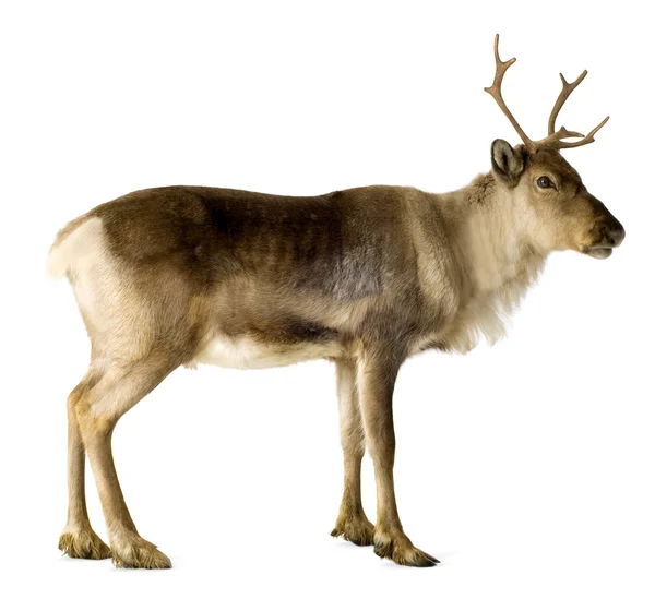 Reindeer (2 years) — Stock Photo, Image