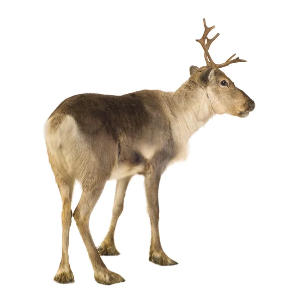 stock image Reindeer (2 years)
