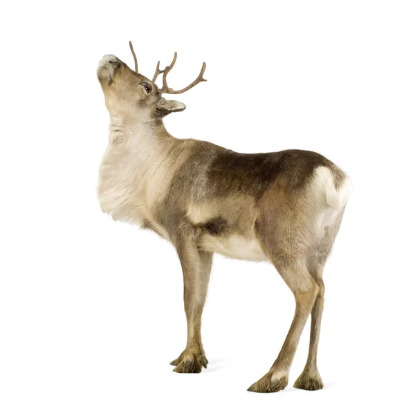 Reindeer (2 years) — Stock Photo, Image
