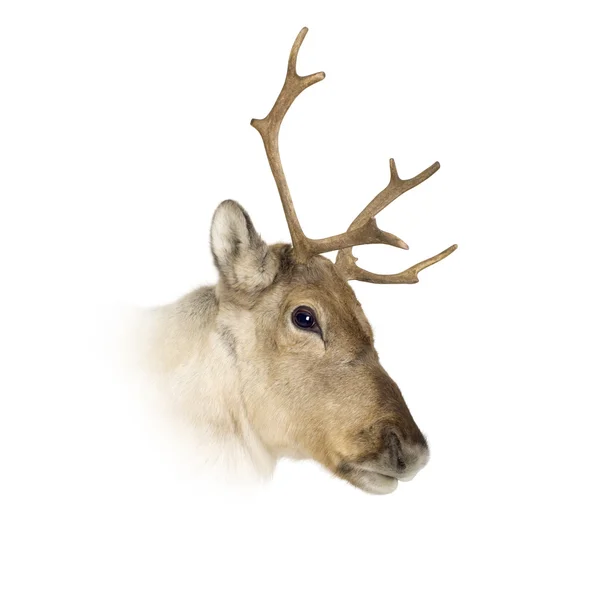 stock image Reindeer (2 years)