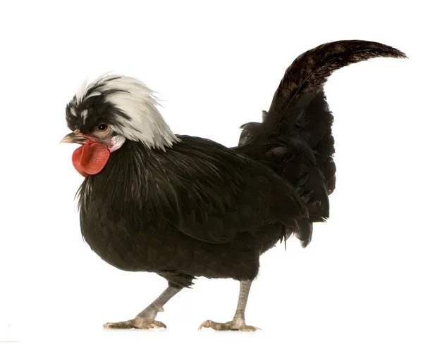 Dutch Rooster — Stock Photo, Image
