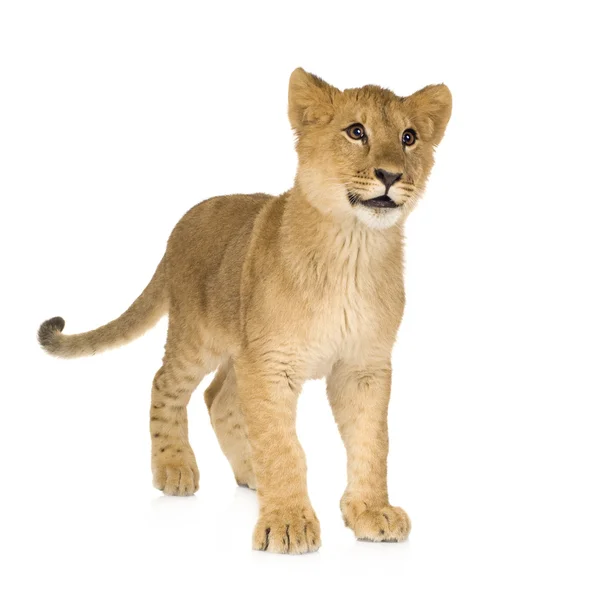 Lion Cub (6 months) — Stock Photo, Image