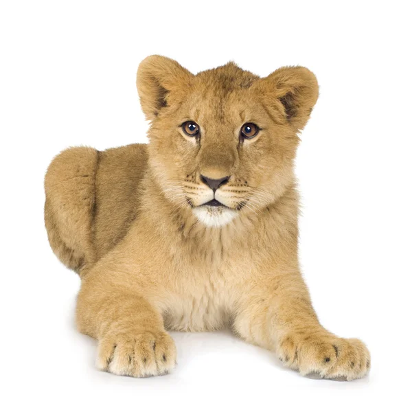 Cachorro de león (6 meses ) — Foto de Stock