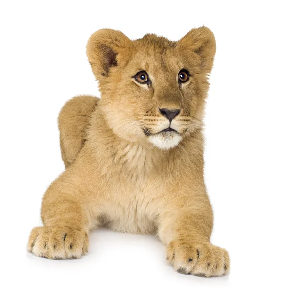 Filhote de Leão (6 meses ) — Fotografia de Stock
