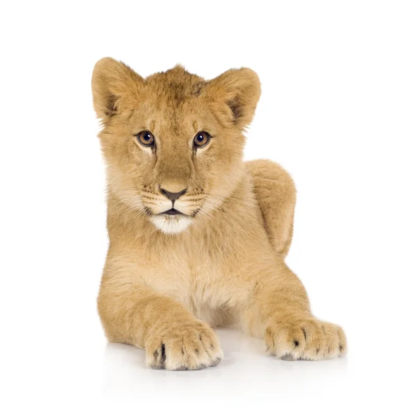 ライオンの子 (6 ヶ月) — ストック写真