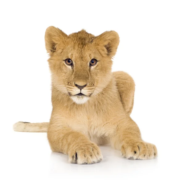 Löwenbaby (6 Monate)) — Stockfoto