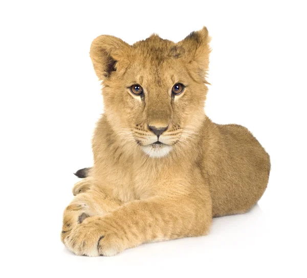 Cachorro de león (6 meses ) — Foto de Stock