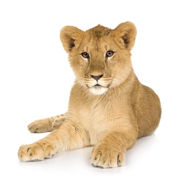 Lion Cub (6 месяцев ) — стоковое фото