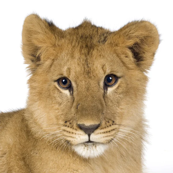 Lwiątko (6 miesięcy) — Zdjęcie stockowe