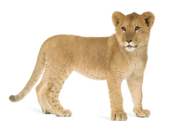 Lion Cub (6 månader) — Stockfoto
