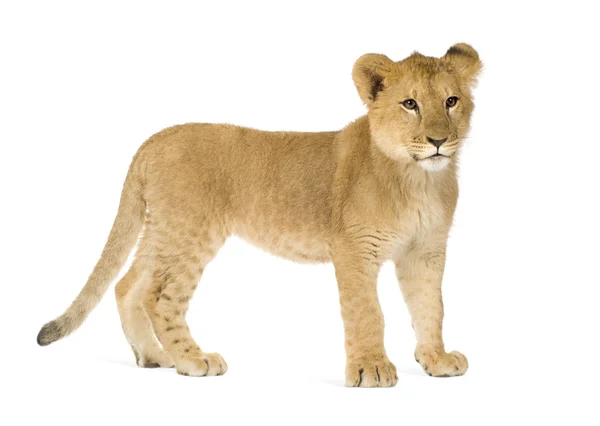 Lion Cub (6 maanden) — Stockfoto