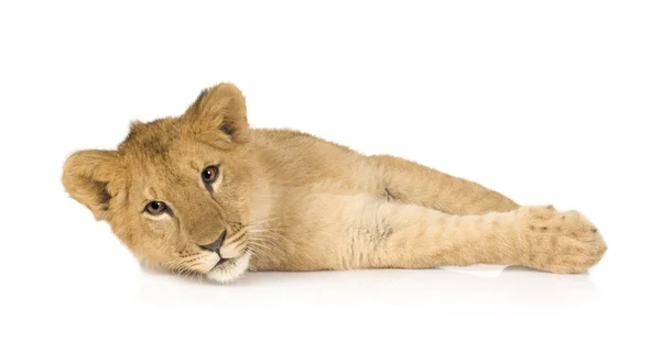 Lion Cub (6 hónap) — Stock Fotó