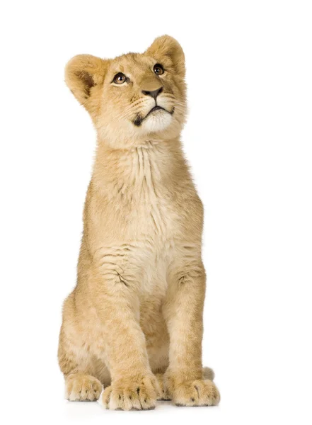 Lion Cub (6 maanden) — Stockfoto