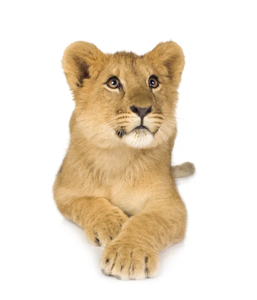 Cachorro de león (6 meses ) —  Fotos de Stock