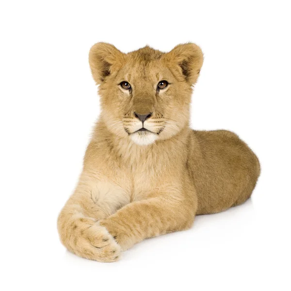 Löwenbaby (6 Monate)) — Stockfoto