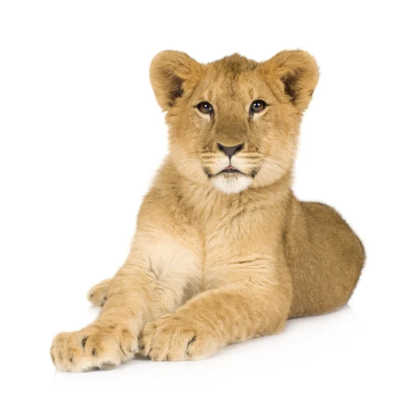 Lion Cub (6 månader) — Stockfoto