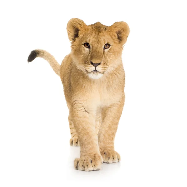 Lion Cub (6 hónap) — Stock Fotó