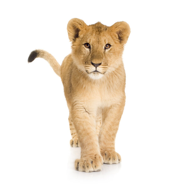 Lion Cub (6 месяцев
)