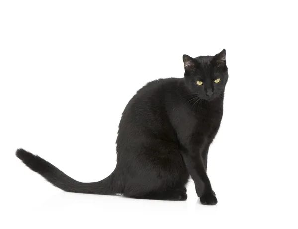 Siyah kedi — Stok fotoğraf