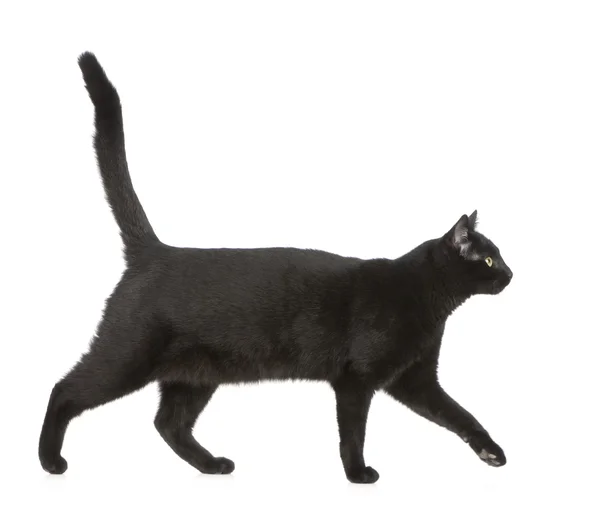 Zwarte kat — Stockfoto