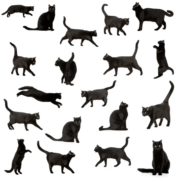 Svart katt — Stockfoto