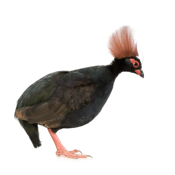 Crested Wood Partridge - Rollulus rouloul — Stock Photo, Image