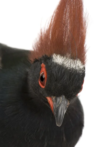 stock image Crested Wood Partridge - Rollulus rouloul