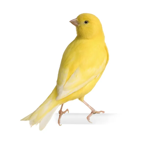 Canari jaune - Serinus canaria sur sa perche — Photo