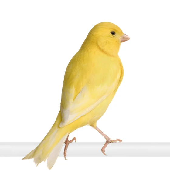 Yellow canary - Serinus canaria on its perch — Stock Photo, Image