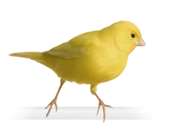 Yellow canary - Serinus canaria on its perch — Stock Photo, Image