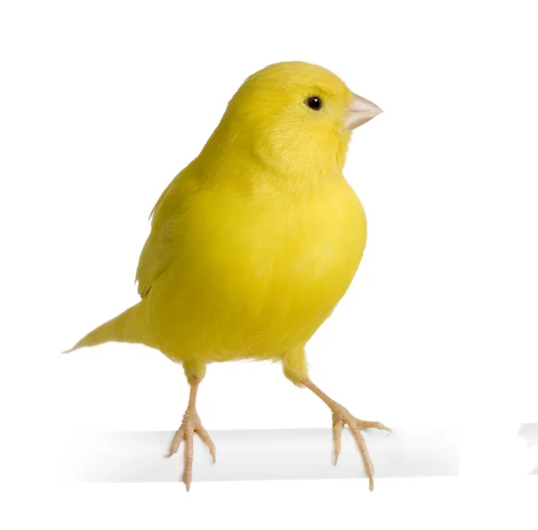 Жовтий канарка - Serinus canaria на його окулярах — стокове фото