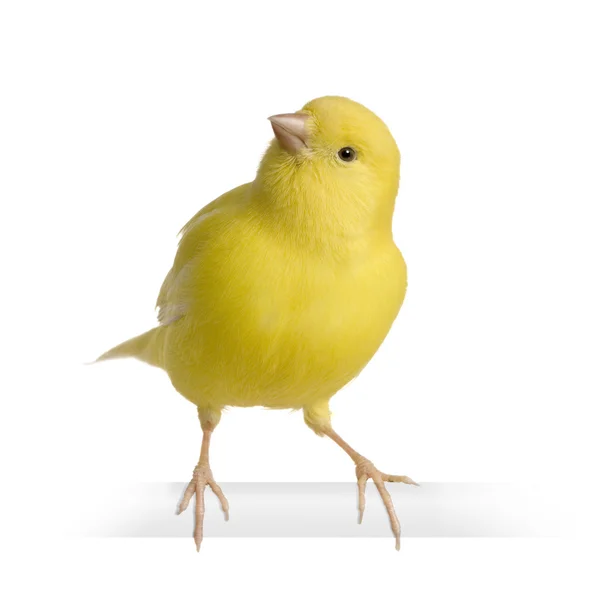Canari jaune - Serinus canaria sur sa perche — Photo