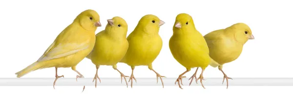Flock of Yellow canary - Serinus canaria on its perch — Stock Photo, Image