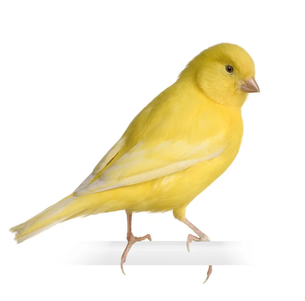 Canario amarillo - Serinus canaria en su percha — Foto de Stock
