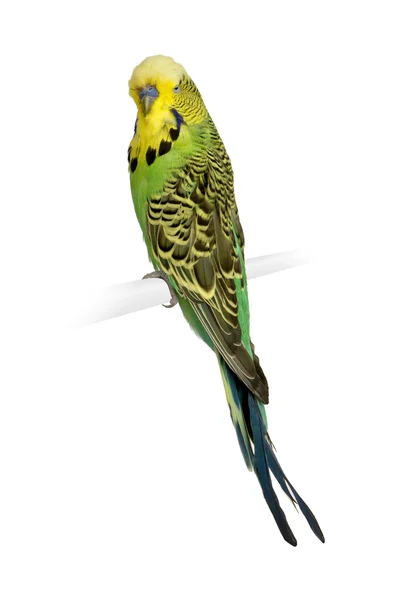 Παπαγάλοι κυματιστές - melopsittacus undulatus — Φωτογραφία Αρχείου