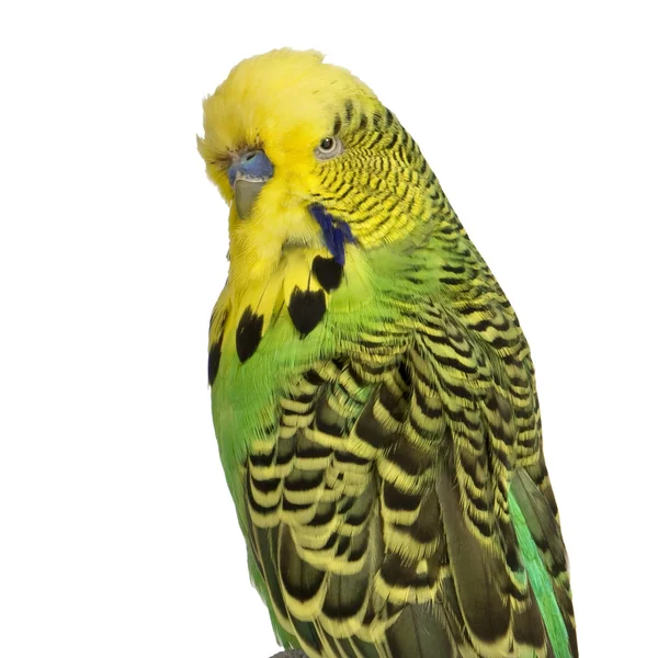Попугаи волнистые - кожистый волнистый — стоковое фото