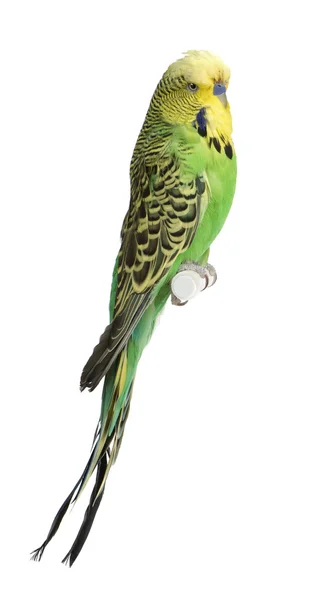 Papugi faliste - melopsittacus undulatus — Zdjęcie stockowe