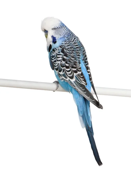 Uccello Budgerigar blu appollaiato sul palo davanti al backgroun bianco — Foto Stock